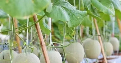 کیسه کشت3.webp