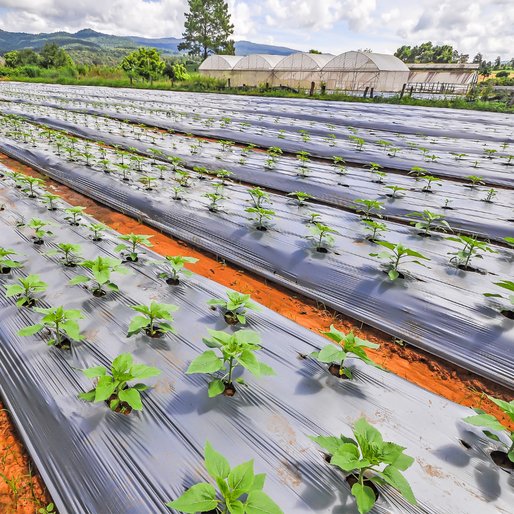 فیلم پلاستیکی مالچ