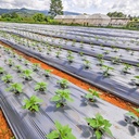 فیلم پلاستیکی مالچ