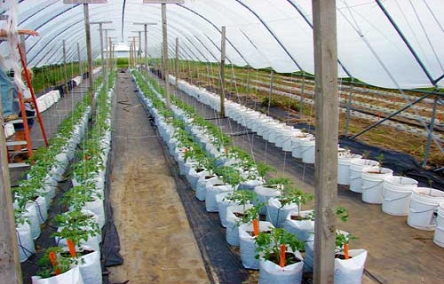 Cultivation Bag