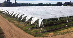 Vineyard Cover